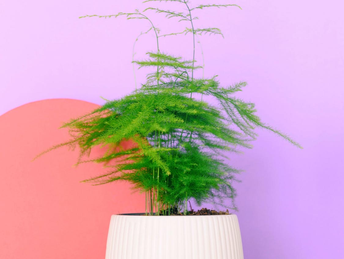 10種室內開運植物 擺放家中能開運 招財又鎮宅 林滿圓數字易經